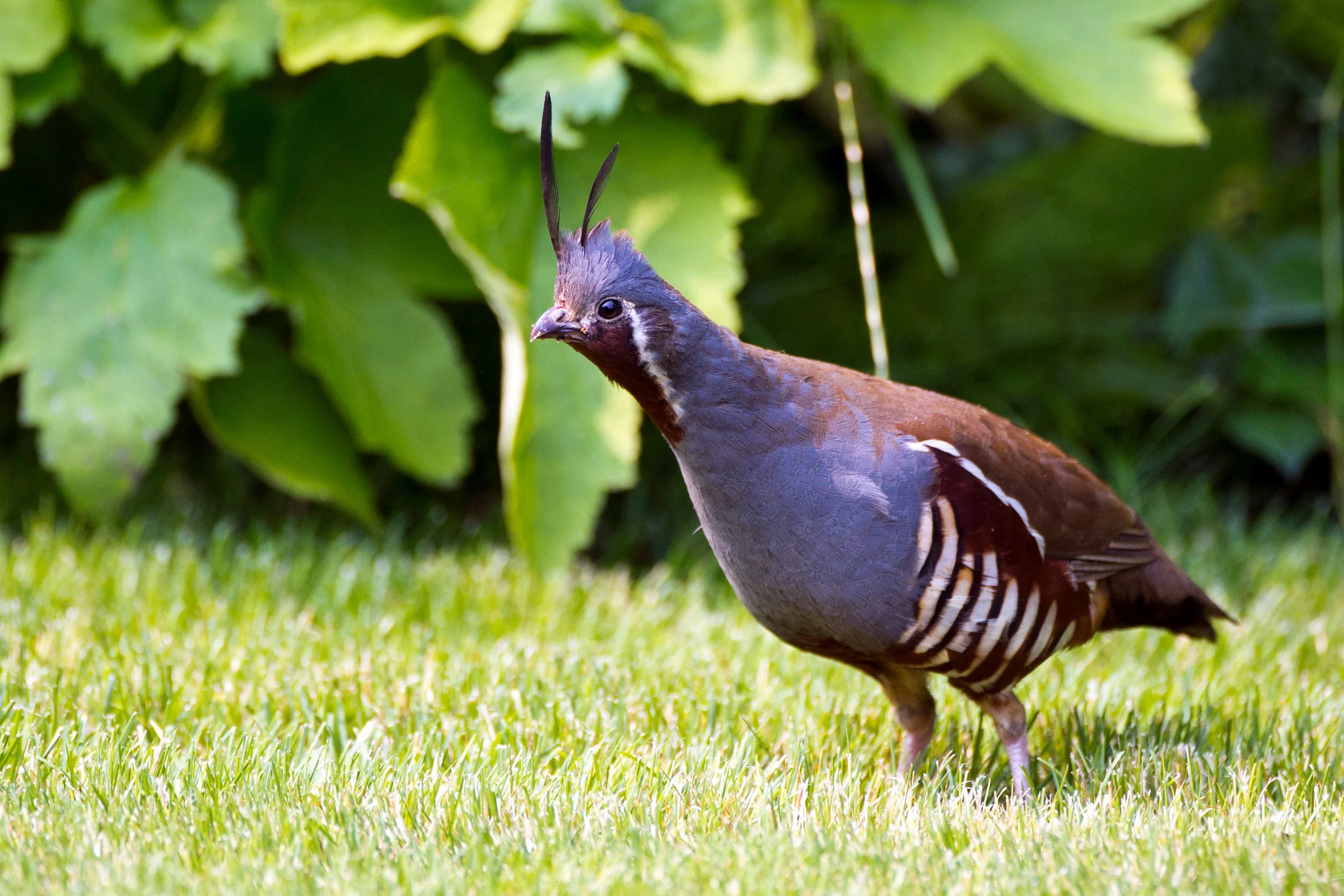 Interior Mountain quail