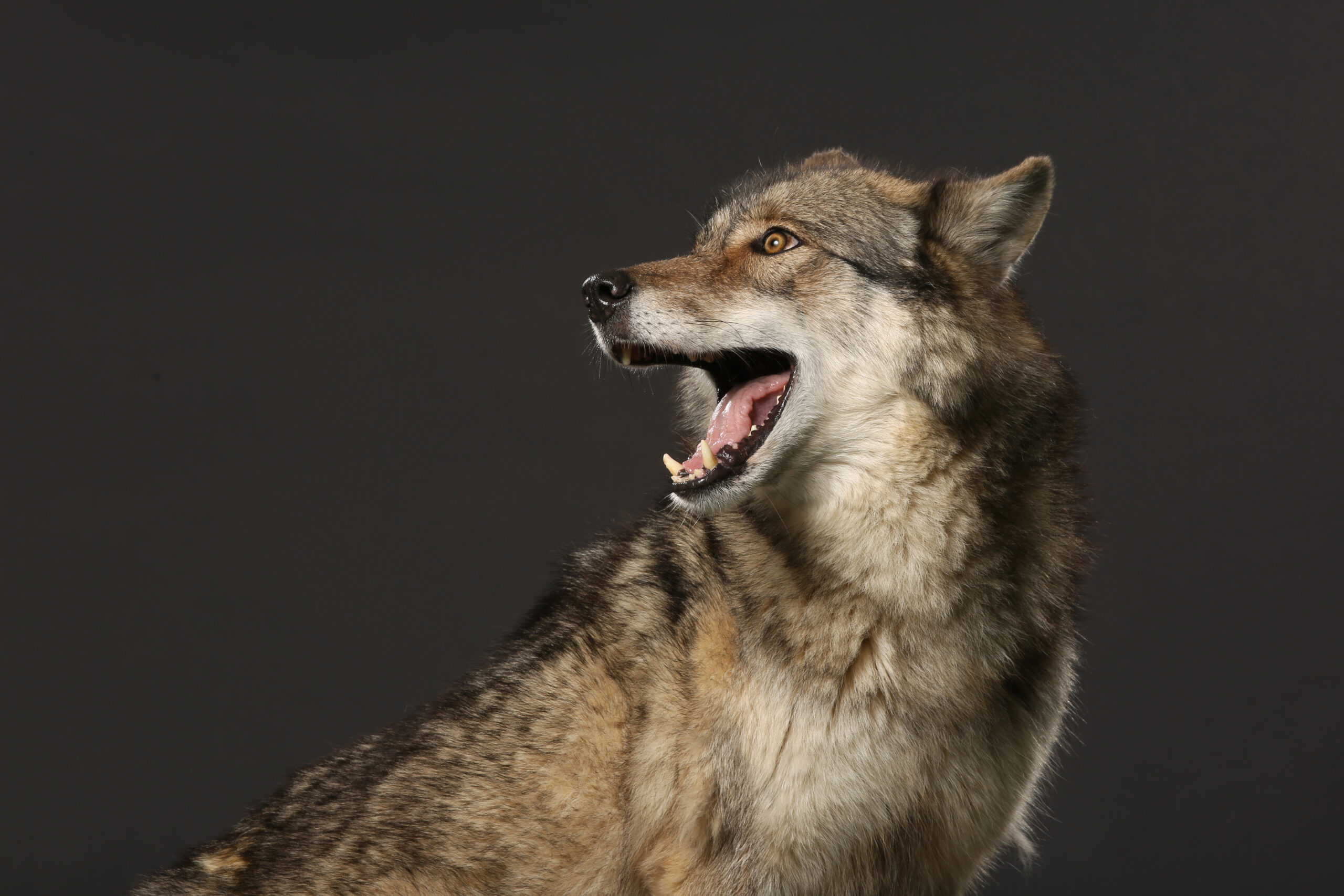Central Idaho wolves