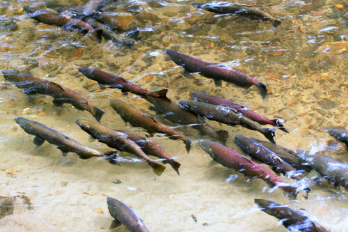 Camas Creek Fisheries