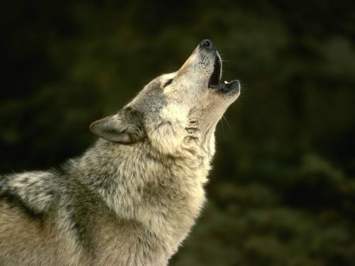 howling wolf protect environmental law Advocates for the West