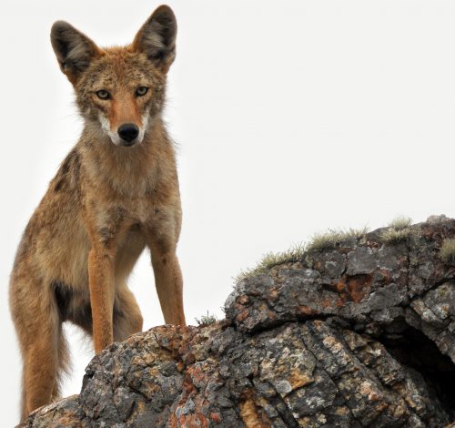 Challenging Wildlife Killing Program in Idaho