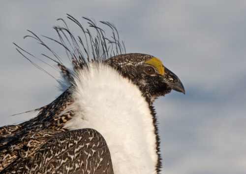 Gunnison sage-grouse more than “threatened”