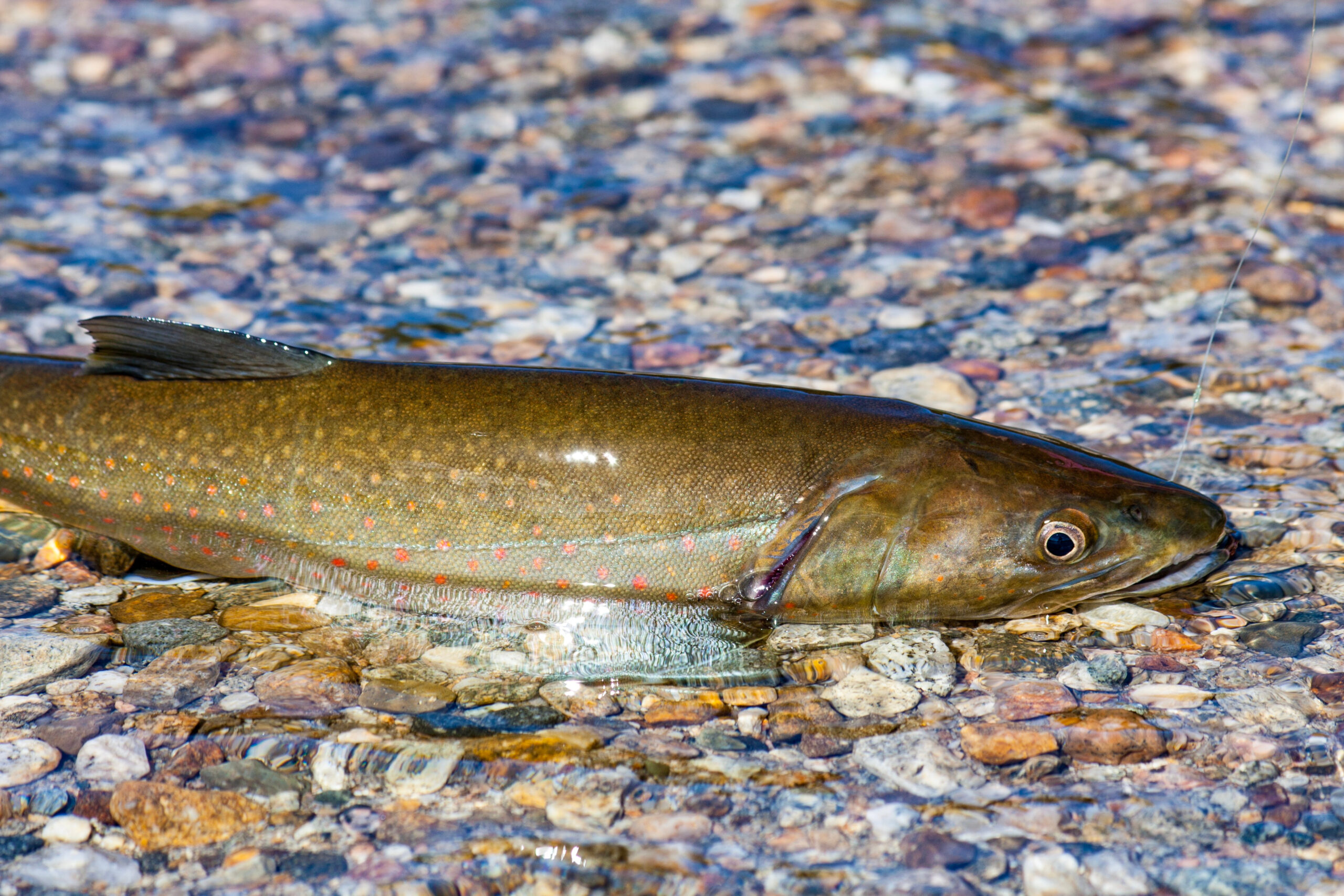 Little Lost River Bull Trout
