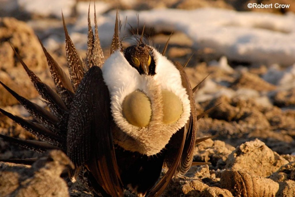Sage-Grouse