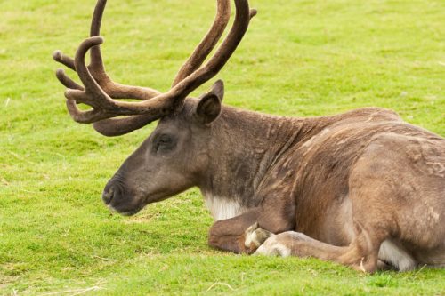 Selkirk Woodland Caribou