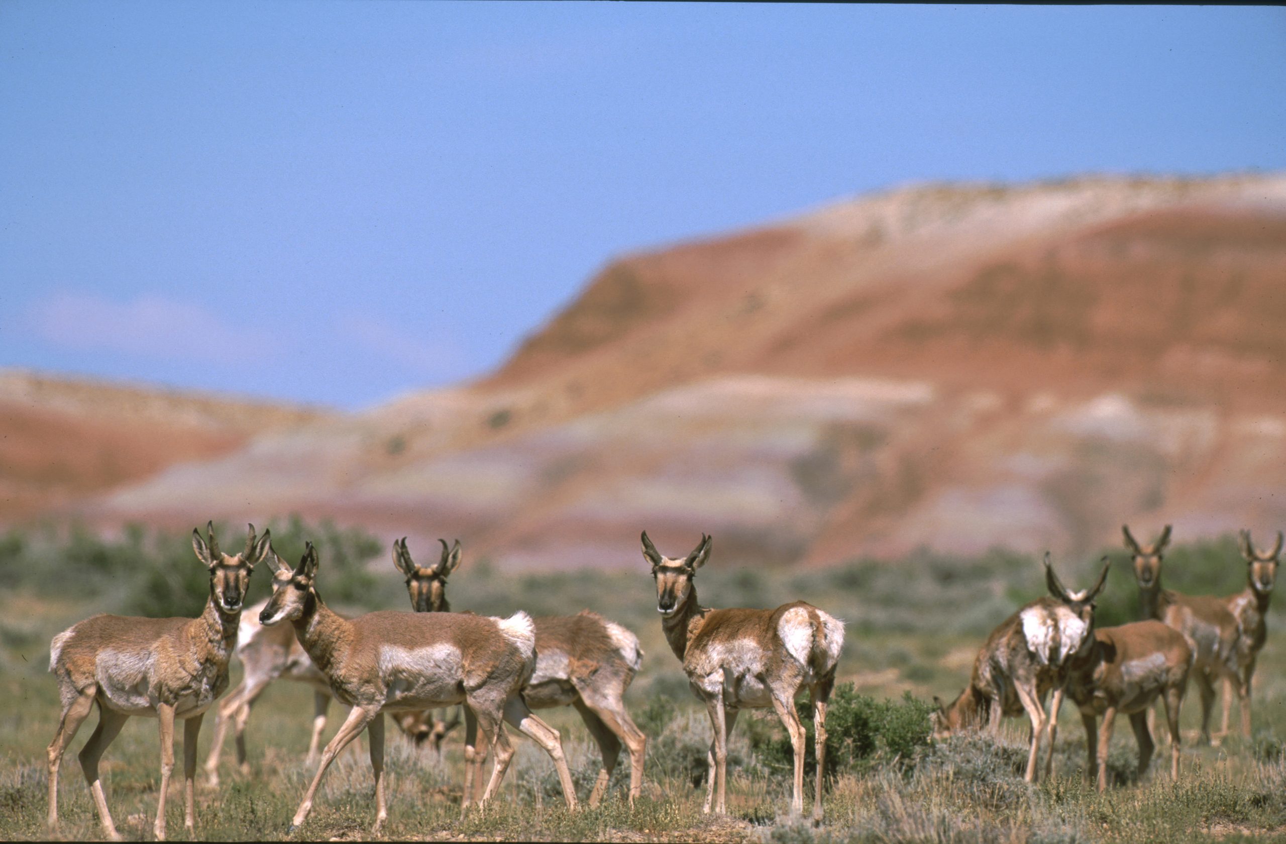Gas Drilling in Pronghorn Migration Path