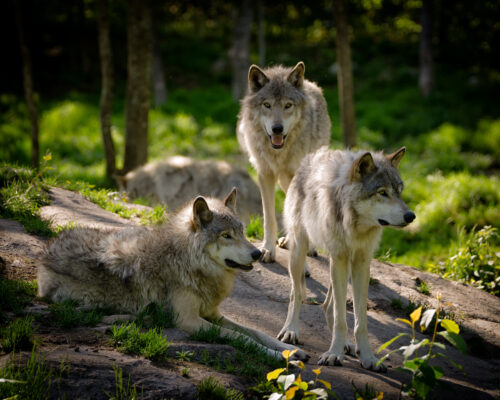 Colville National Forest Wolves