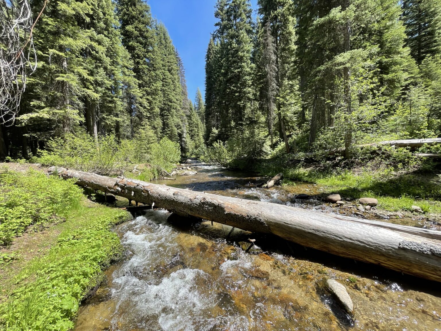 Victory! Forest Service To Reassess Sage Hen Logging Project In Idaho 