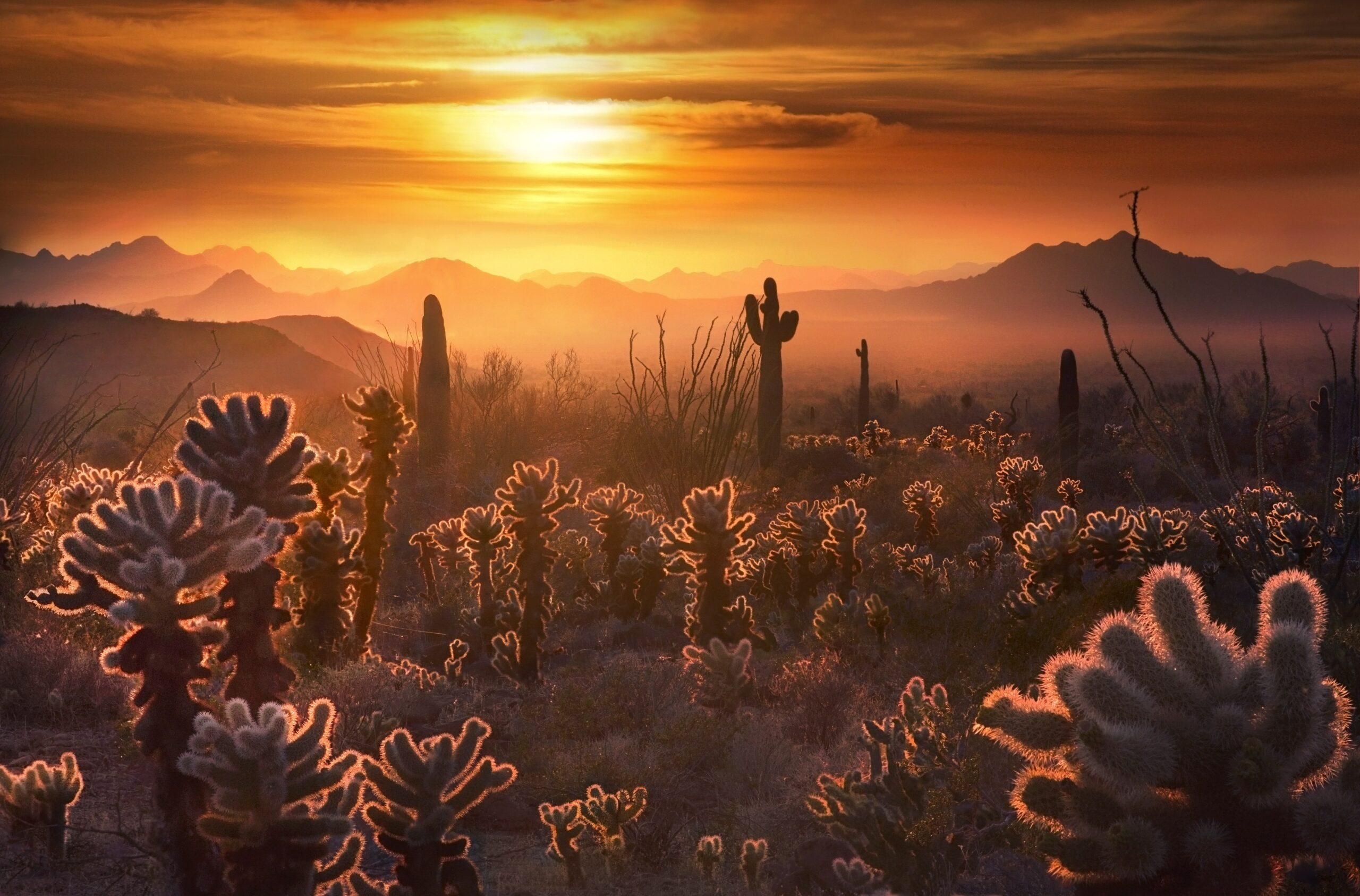 Victory Defending Sonoran Desert National Monument From Harmful Livestock Grazing Advocates