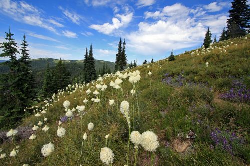 Lawsuit Challenges New U.S. Forest Service Plan for Nez Perce-Clearwater Forests